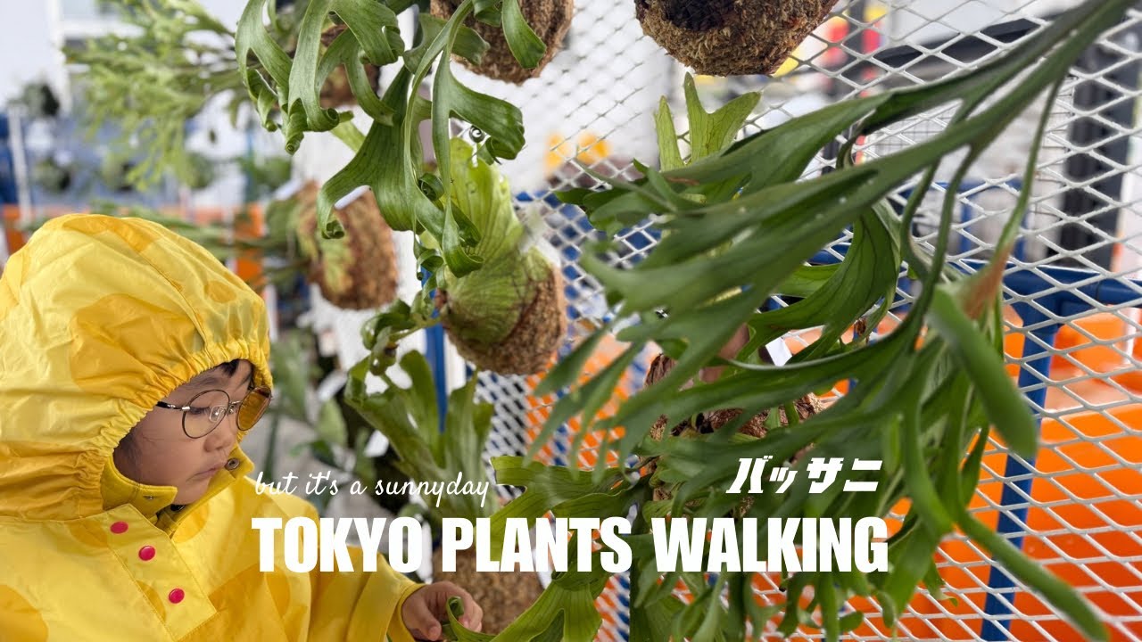 【東京植物散歩】珍奇植物の祭典「草乱祭」へ！気になった塊根植物、ユーフォルビア、サボテン、ビカクシダなどをレポート！