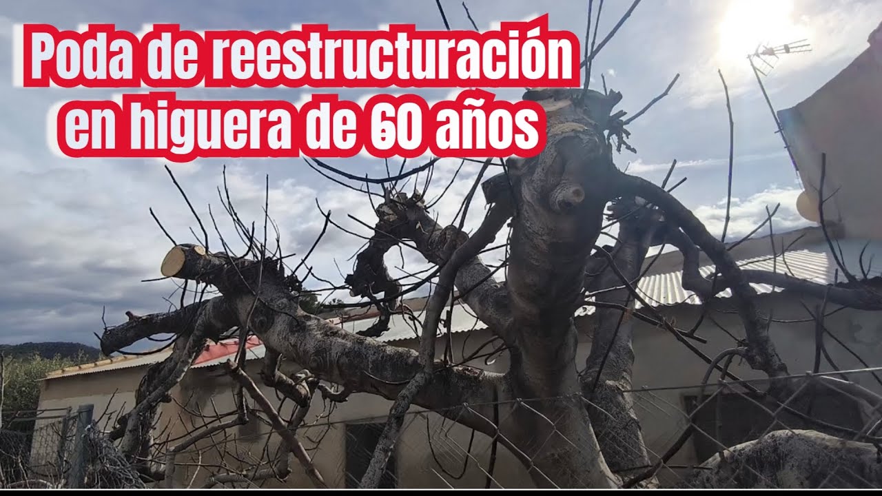 Poda de reestructuración en higuera de 60 años por tercer año consecutivo.