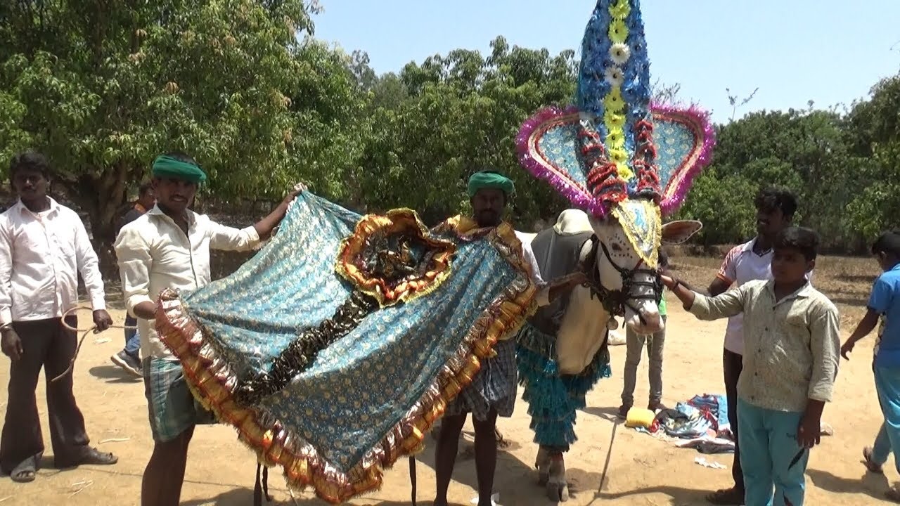 Furious hallikar Haveri king bull makeup ! Bail pola ! Hori habba Jallikattu