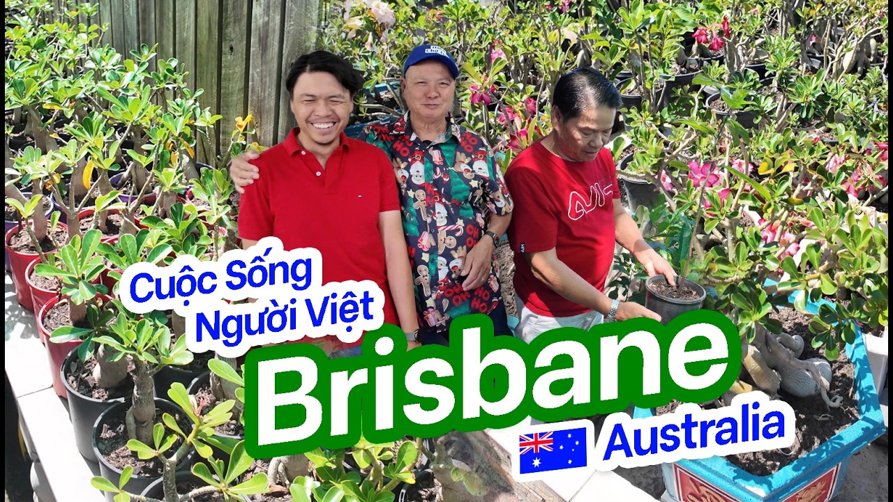 Cuộc Sống Người Việt ở Brisbane Úc | Anh 6 Trồng Cây Trái Tại Nhà Để Bán