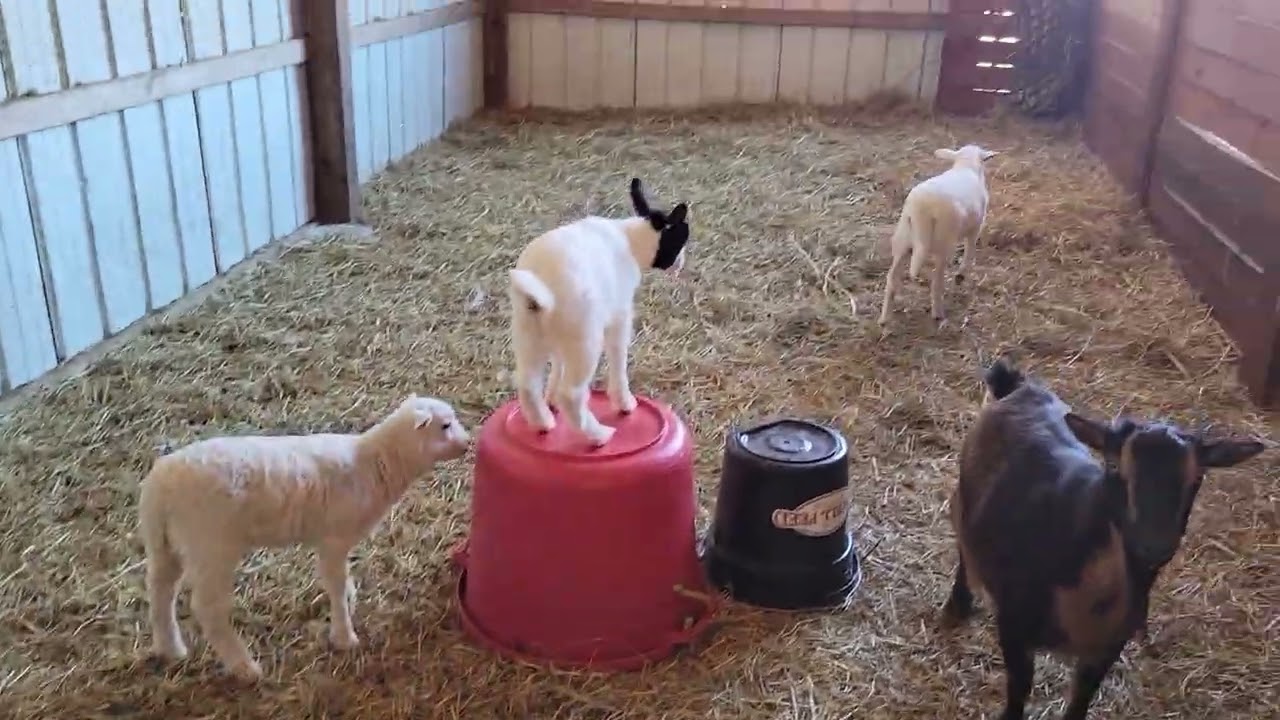 Baby goats playing in some buckets