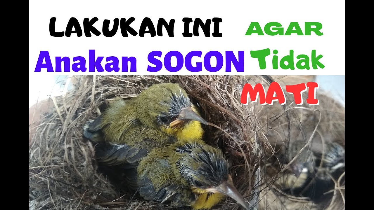CARA MELOLOH BURUNG SOGON ANAKAN (sampai makan sendiri)