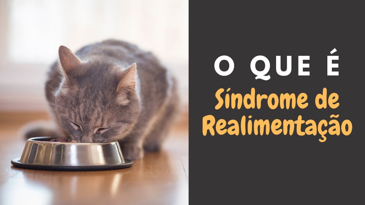 O que &eacute; a S&iacute;ndrome de Realimenta&ccedil;&atilde;o?