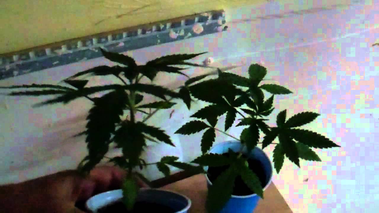 Querkle seeds # 2