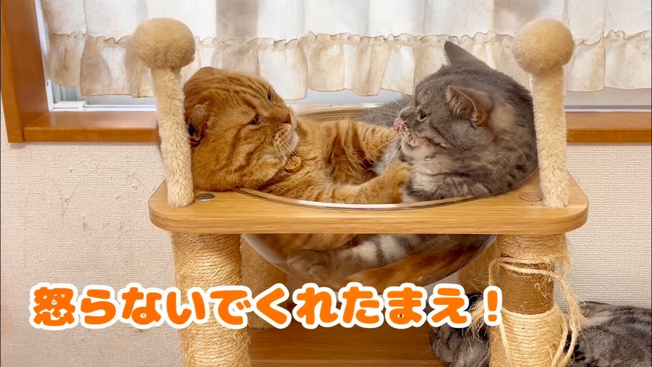 甘えにきた息子を毛繕いしてる最中つい噛んじゃうパパ猫。