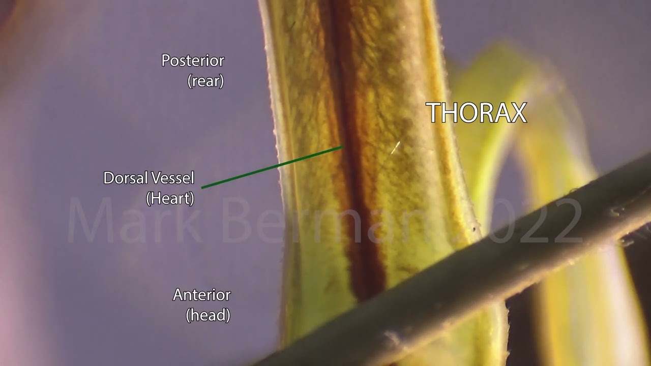 Chinese Mantis (Tenodera sinensis) - Dorsal Vessel (Heart) Beating