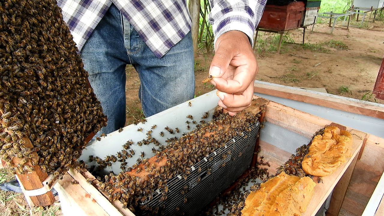 Queen bee laying eggs inside a big queen cage | Queen cage