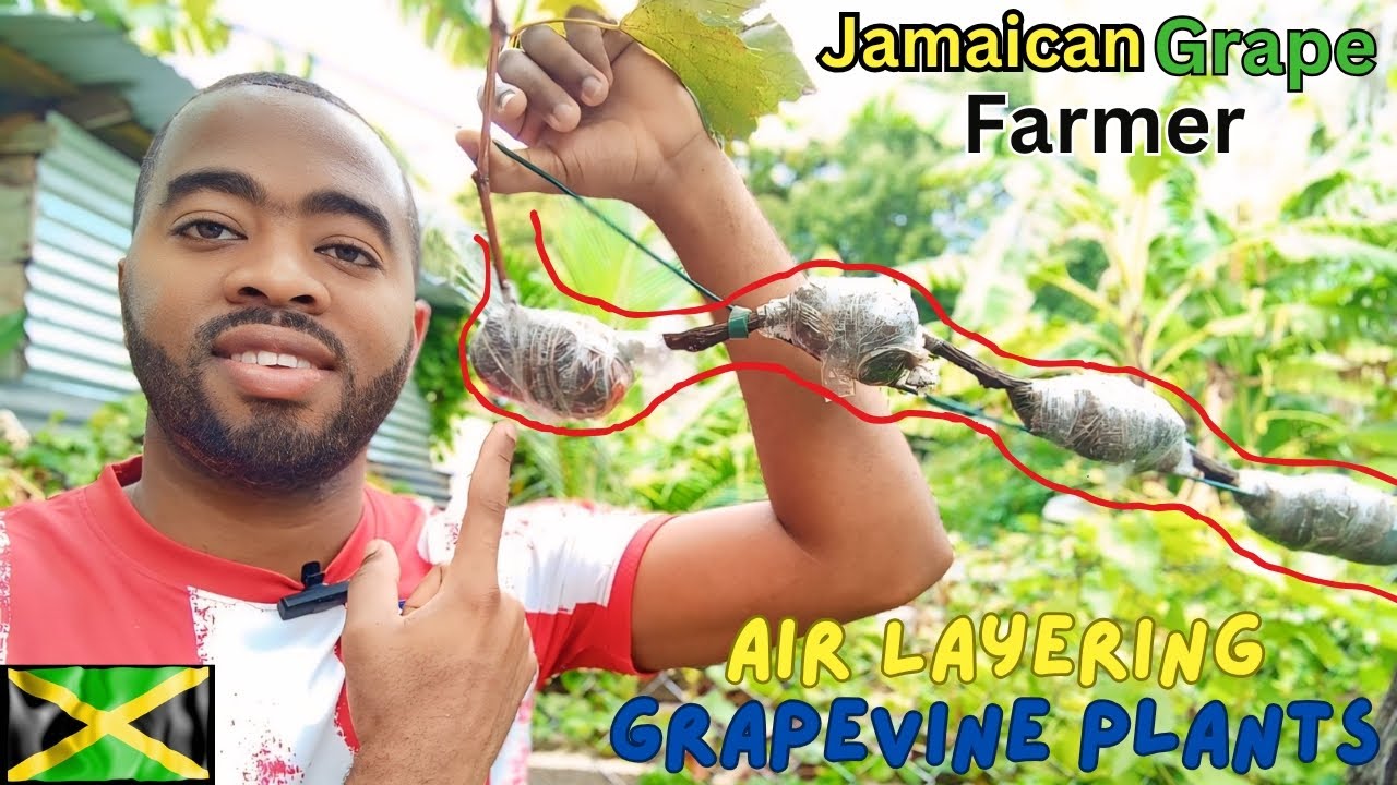 Air Layering Grapevine Plants 🍇 🇯🇲