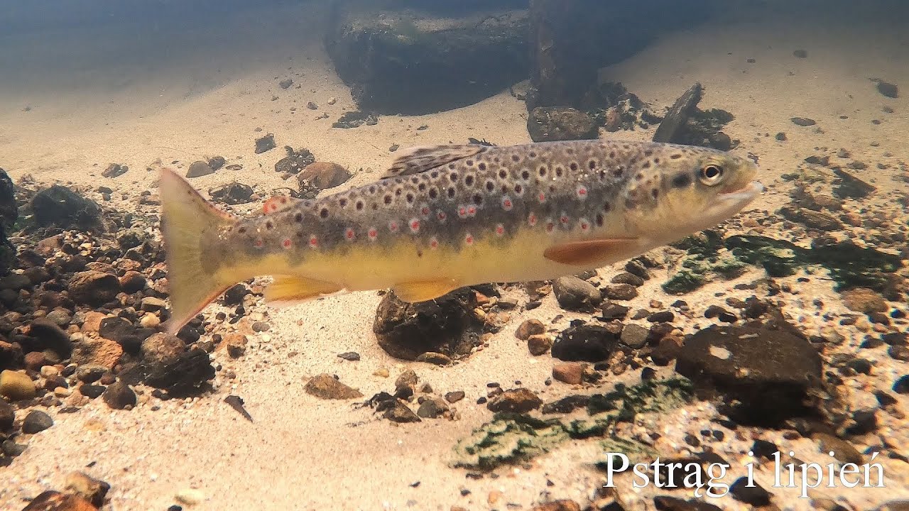 Pstrąg i lipień w silnym nurcie. Trout and grayling from rapid stream