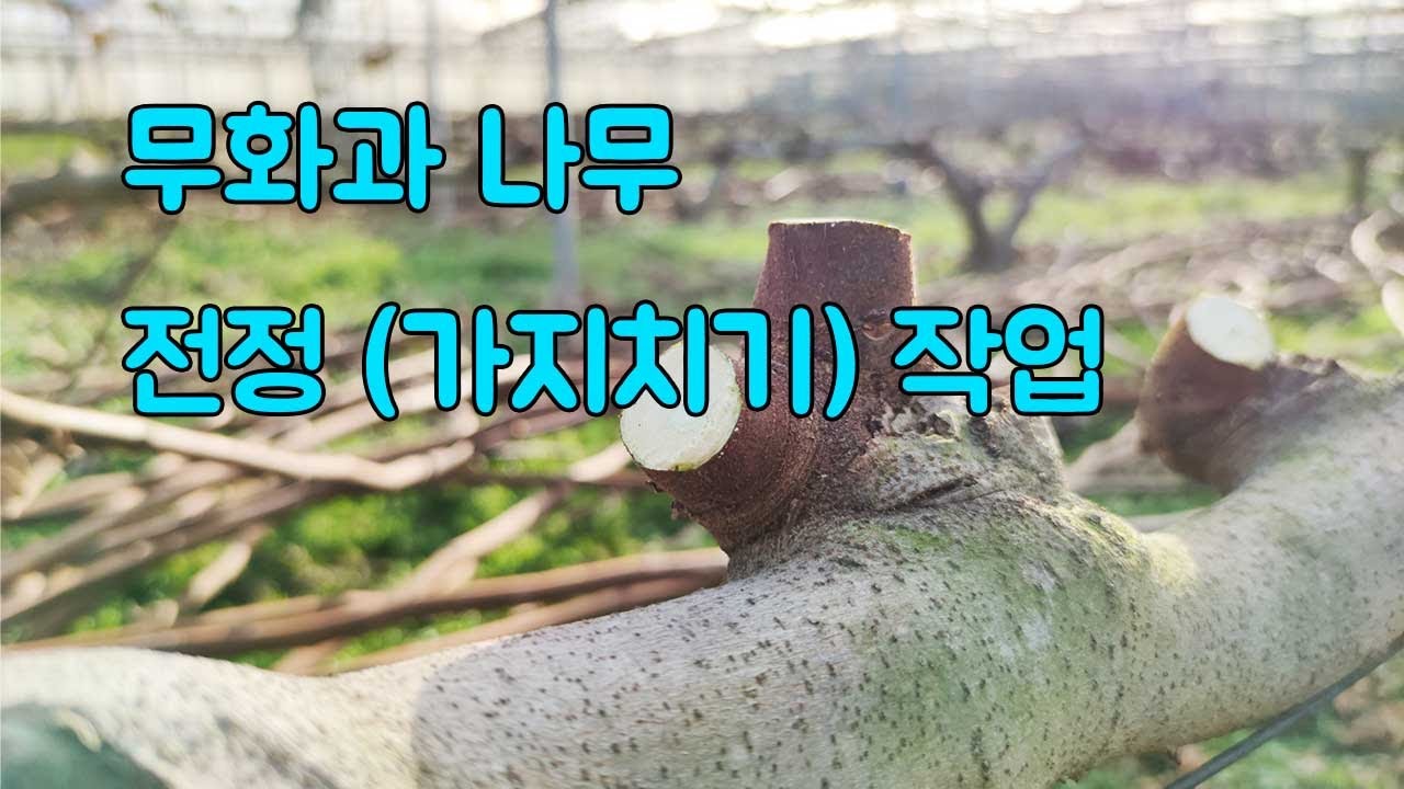 무화과나무 전정(가지치기) 작업