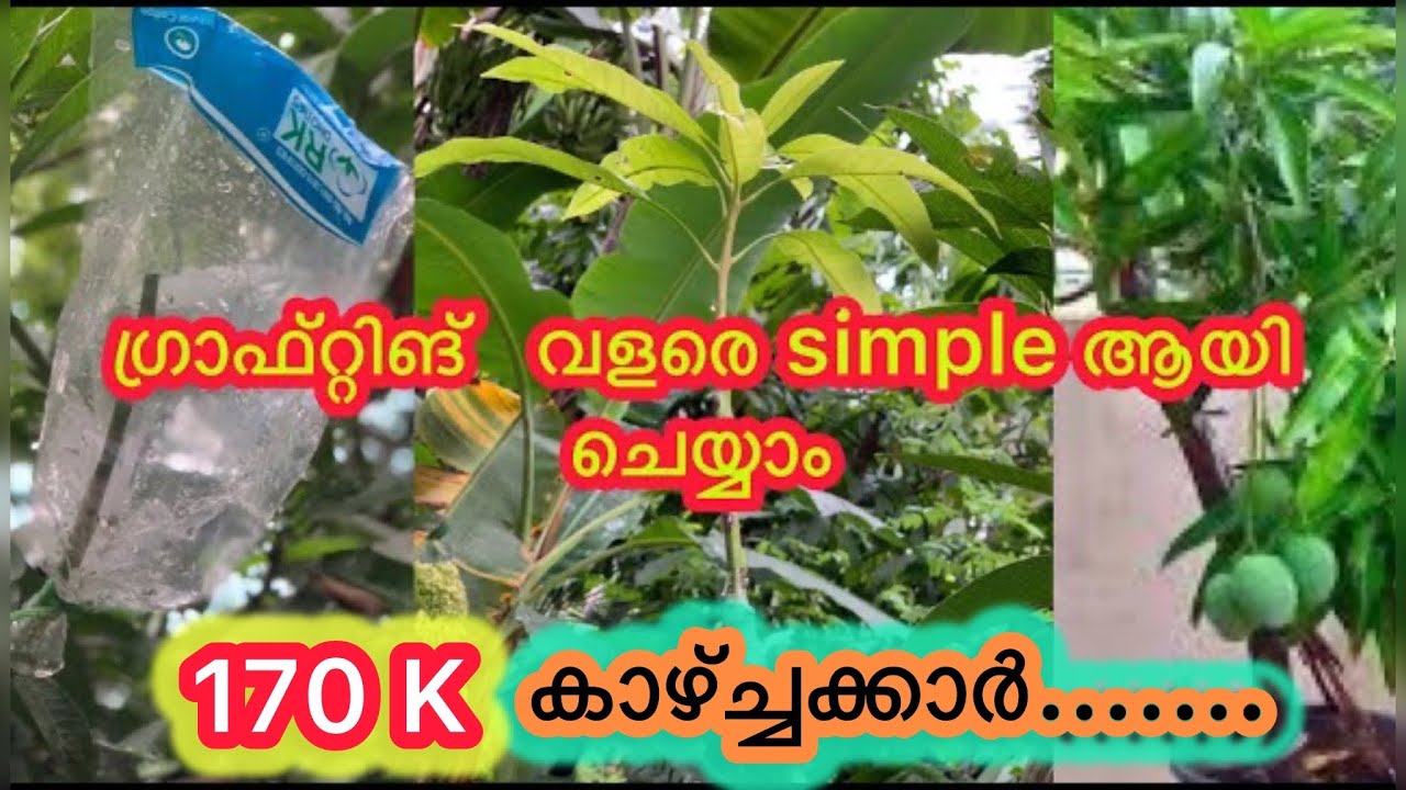 Mango Grafting | 2 വർഷം കൊണ്ട് കായ്ക്കുന്ന മാവിൻ തൈകൾ ആർക്കും ഉണ്ടാക്കാം