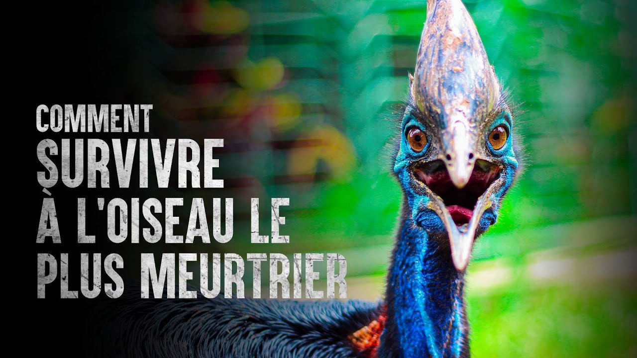 Comment survivre &agrave; l&rsquo;oiseau le plus meurtrier