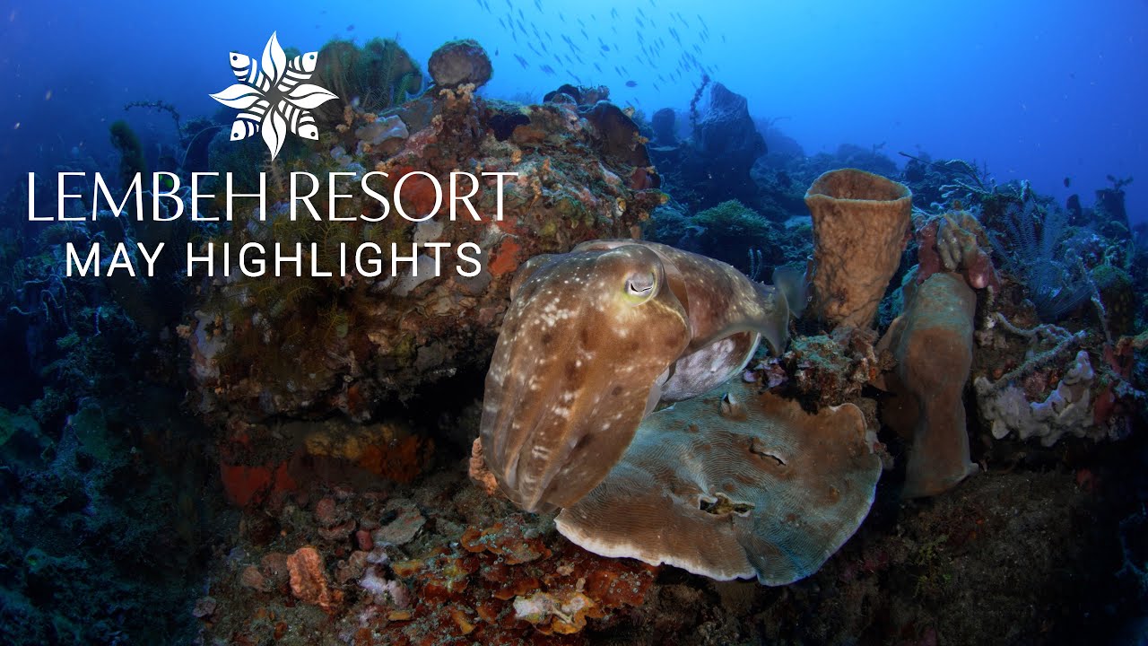 May Highlights from Lembeh Strait
