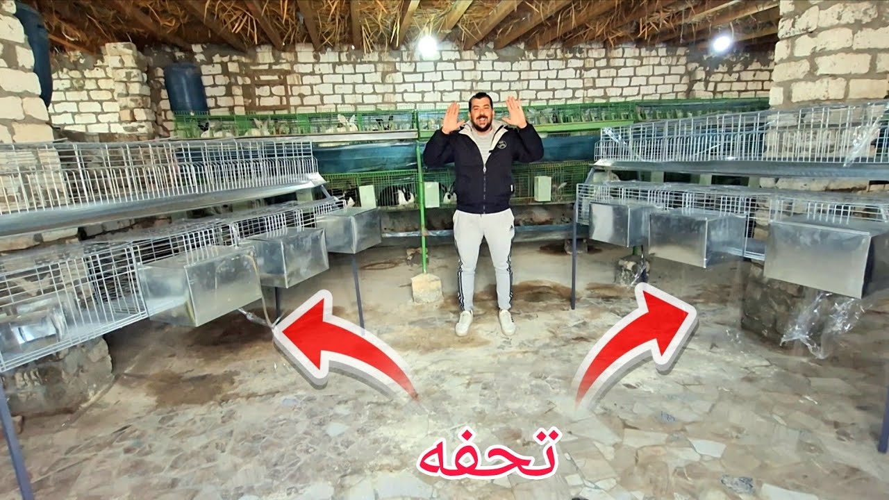 خلينا متفقين انك مش هتلاقي بطريات ارانب بلموصفات والجوده دي بلسعر الي هقولهولك دا