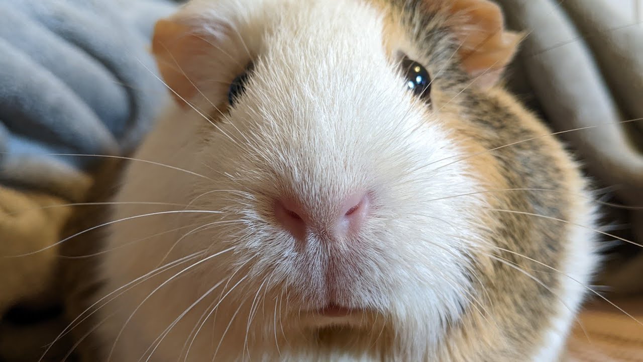 Does Mama Kona Still Like Baby Guinea Pigs?!