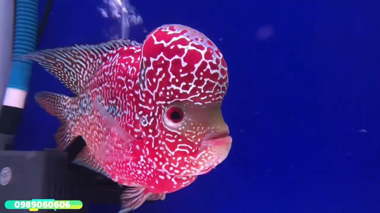 Monster Super Red King Kamfa Flowerhorn | Big Head Louhan Fish