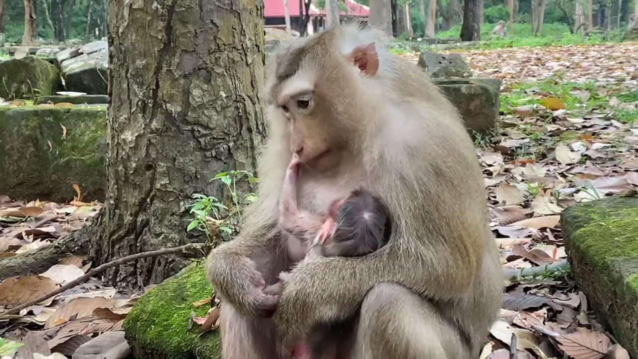 Special news! Monkey Rose trying to have new pigtail baby seriously