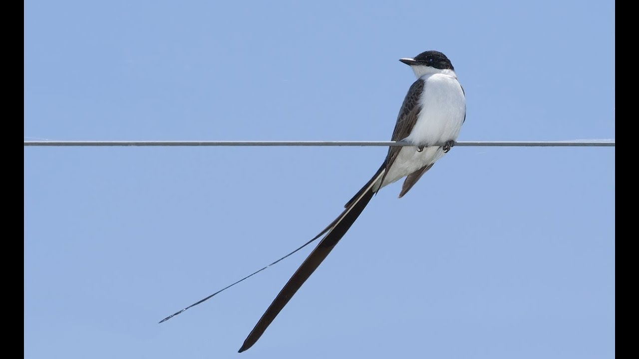 CANTO DA TESOURINHA (Tyrannus savana)