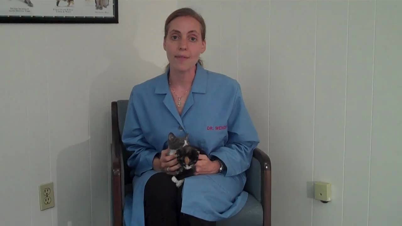 What You Need to Know About Feline Immunodeficiency Virus (FIV)?