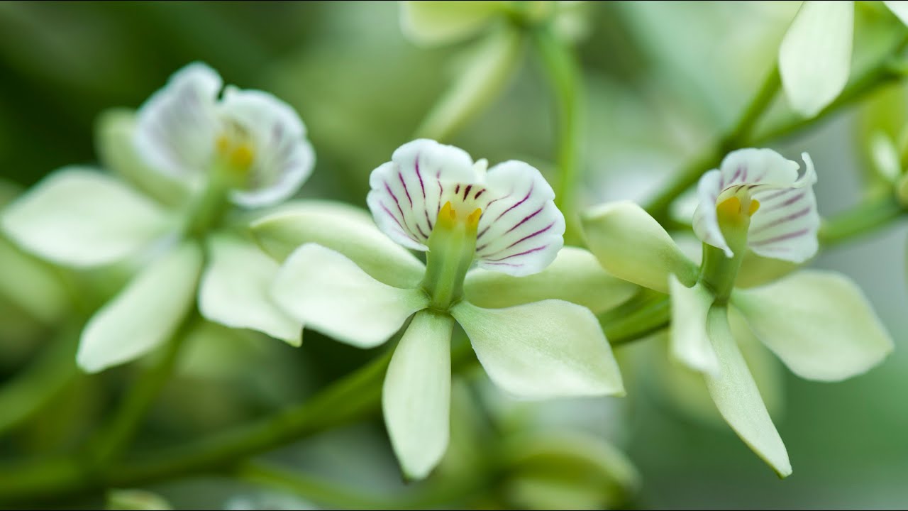 Episode 8 Prosthechea radiata fills the air in our greehouse with a delicious scent. August 2021