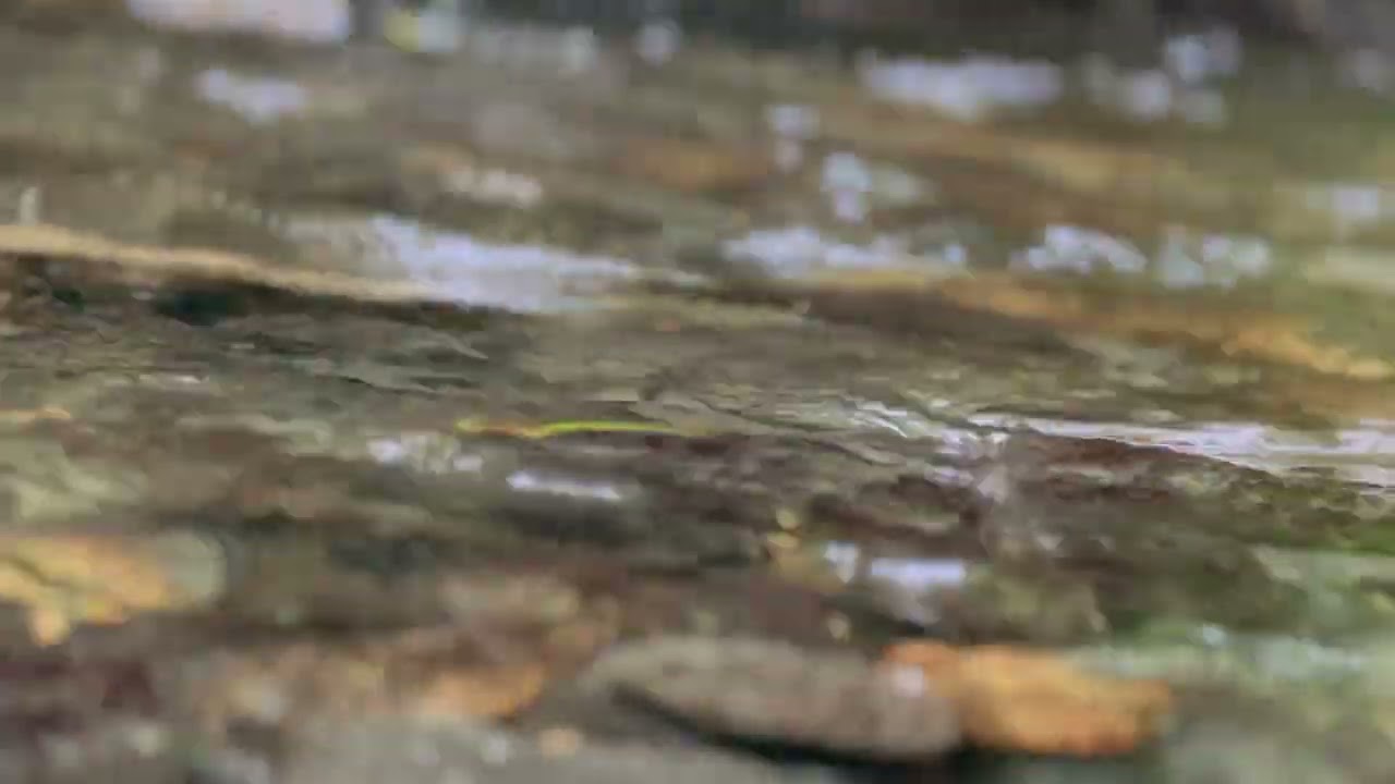 Babbling Brook | 1 Hour