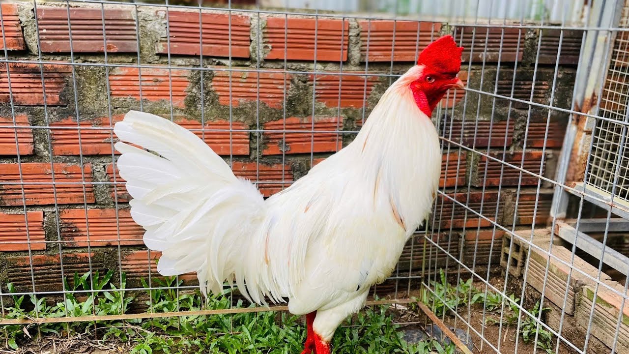 21/1/2026.top7 chu ga to sinh vien lh:@373.836.628#huunguyenbentre#traiga#chicken#thucung#gacheganoi