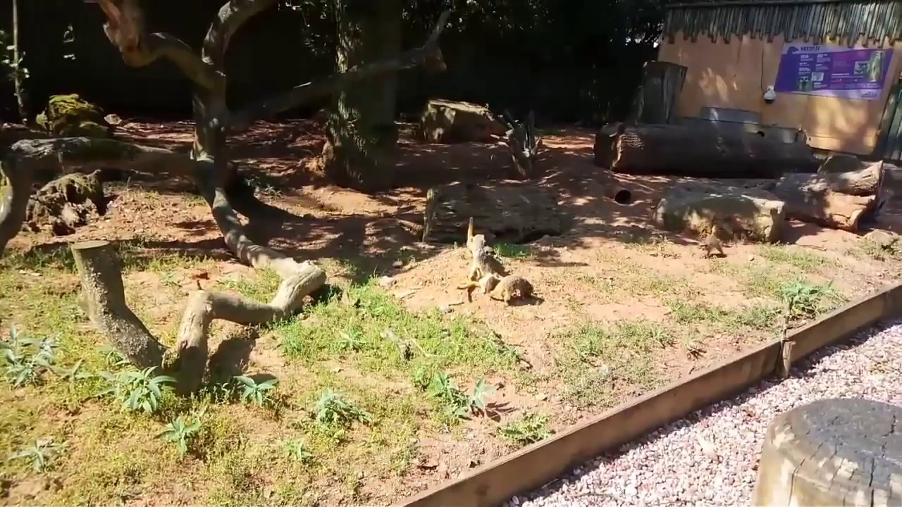 Mirket funny