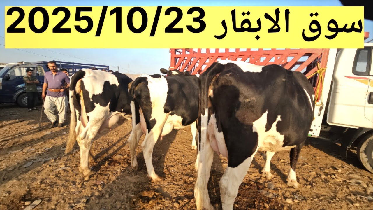 الرازق الله… سوق المواشي تعب على تعب والعراقي صابر