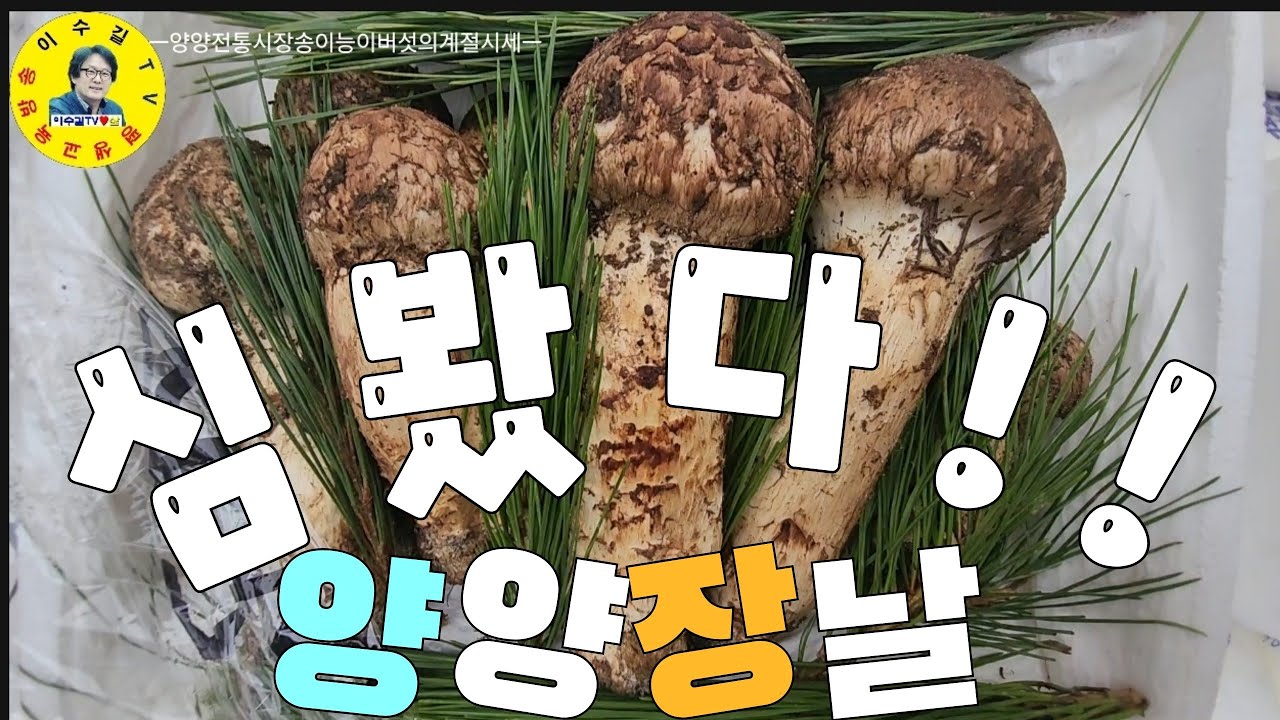 伝統市場 양양전통시장 5일장날 양양에서나온 송이/능이 처음 만났습니다! 시세정보 견문록♡삶2256/Yangyang traditional market, korea