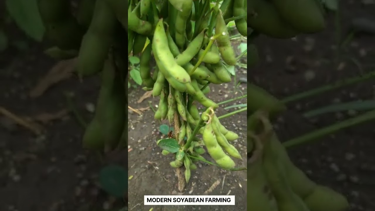 modern soybean farming.