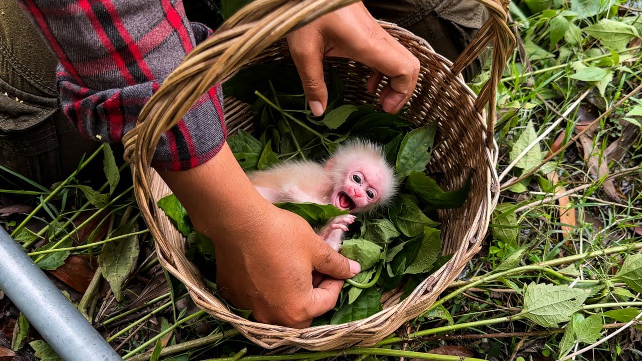 P00r Baby Monkey Crii L0ud Coz P@inful On His Hand