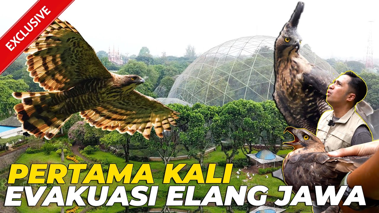 #6 PERTAMA KALI..! EVAKUASI ELANG JAWA..! BIKIN HEBOH 1 KUBAH