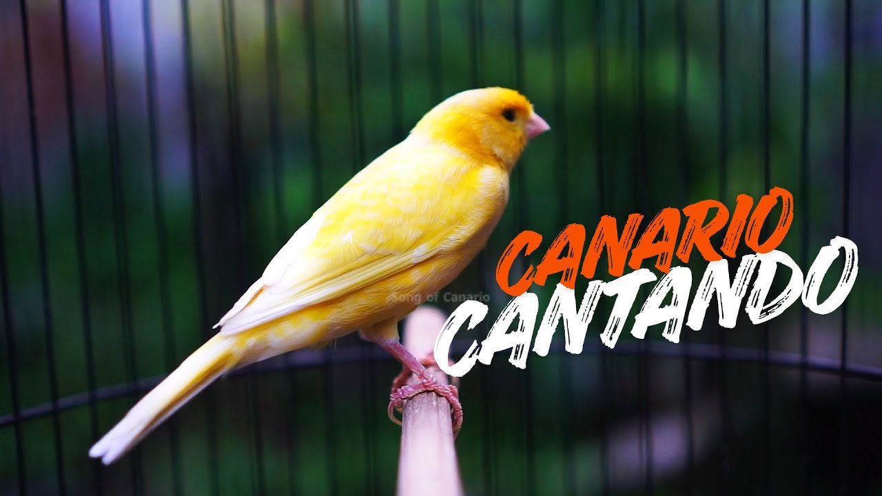 Canário Cantando Muito: 2 Hora de Canto para Estimular seu Pássaro3. Foco em Relaxamento e Natureza