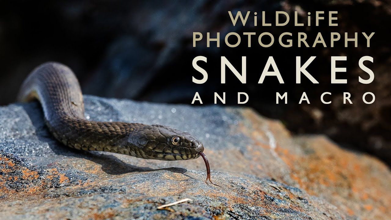 Macro Photography walkabout + Snakes, Lizards & Frogs : Wildlife Photography & Film-making