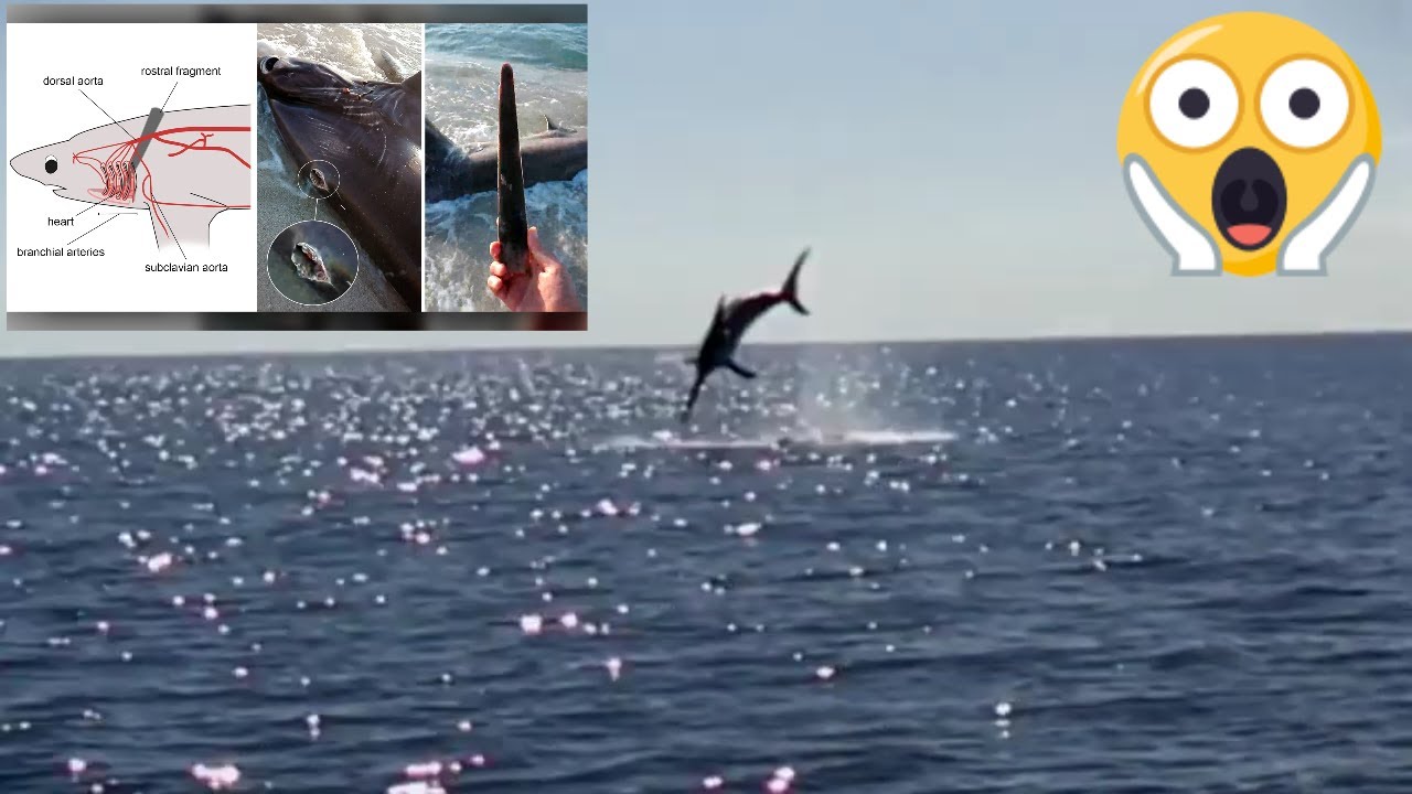 Giant Swordfish Attacks Shark