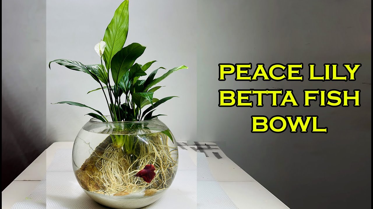 Peace Lily Betta Fish Bowl Aquarium | Betta Fish Tank Setup | Grow Peace Lily in Water