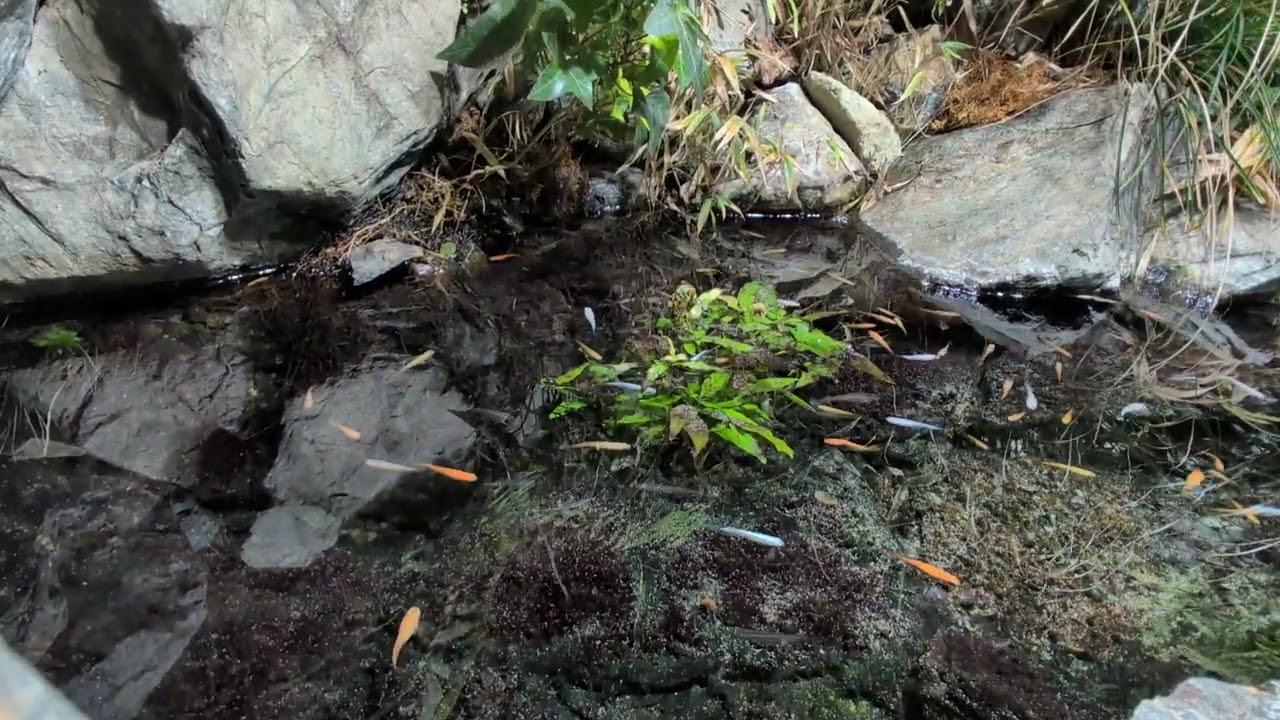 季節を気にせず楽しめるビオトープ　　#アクアリウム #メダカ #ビオトープ #植物 #渓谷 #石組み #滝 #滝の音 #自然 #癒し