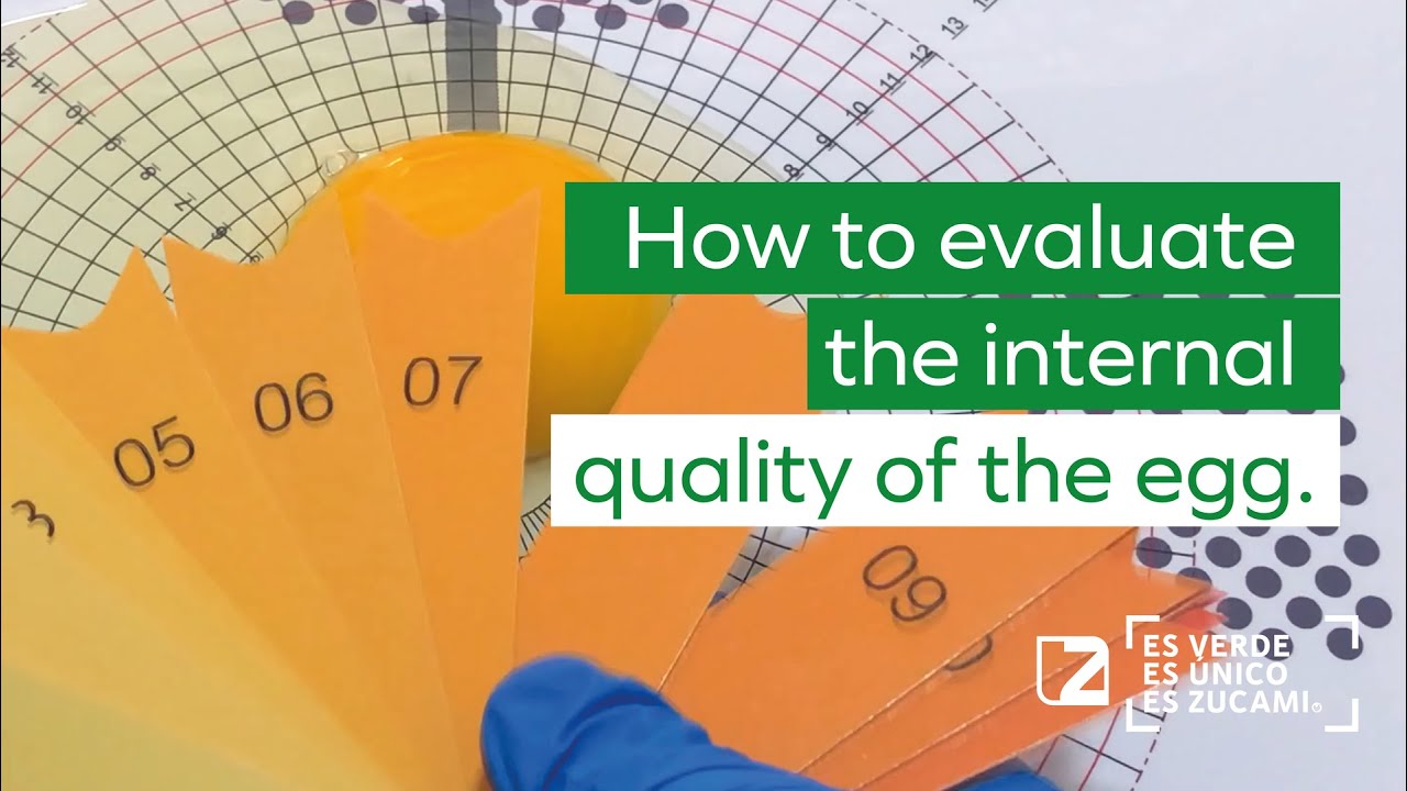 🥚 How to evaluate the internal quality of the egg.