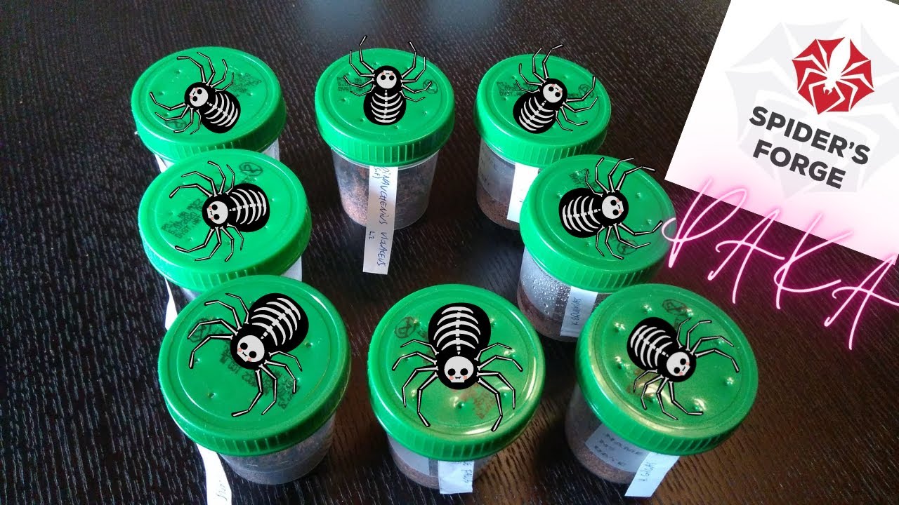 PAKA #2 od Spiders Forge - 3 silnie jadowite skorpiony! :-) (4K)