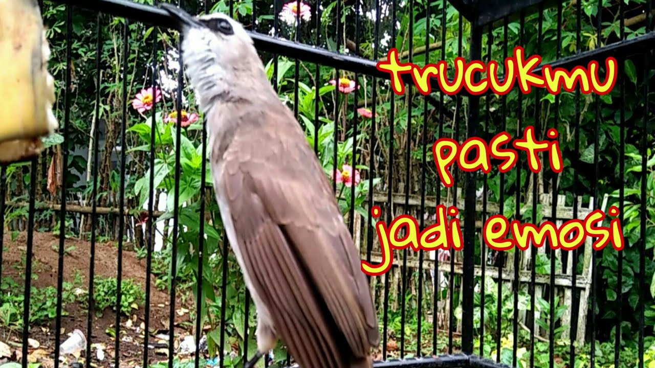 suara panggilan rool mbeset ngropel keras trucuk lain pasti emosi tinggi jadi ikut bunyi