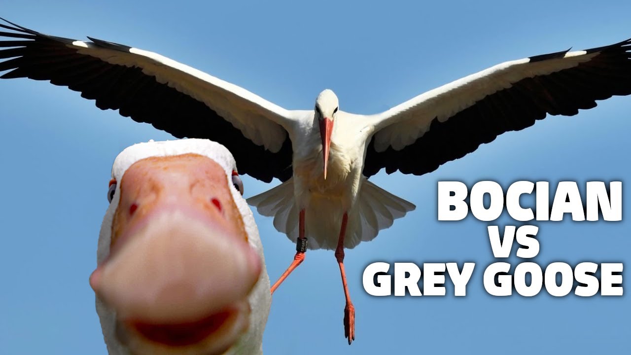 Vademecum Alkoholowe - Grey Goose vs Bocian - Test smaku wódki