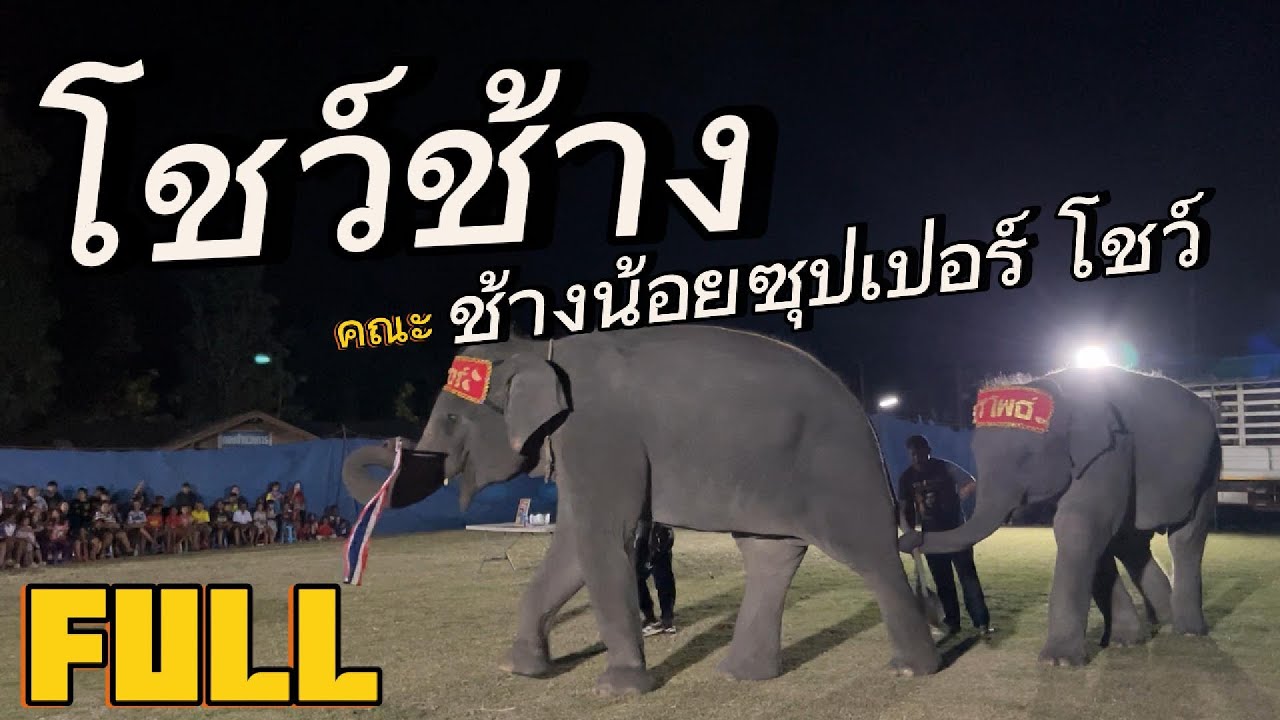 โชว์ช้าง คณะช้างน้อยซุปเปอร์โชว์ Elephant show Thailand #ช้าง #โชว์ช้าง