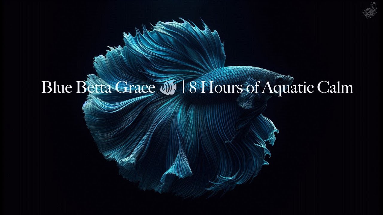8 Hours of Peaceful Betta Fish Ambience 🐠 | Underwater Calm & Serene Flow