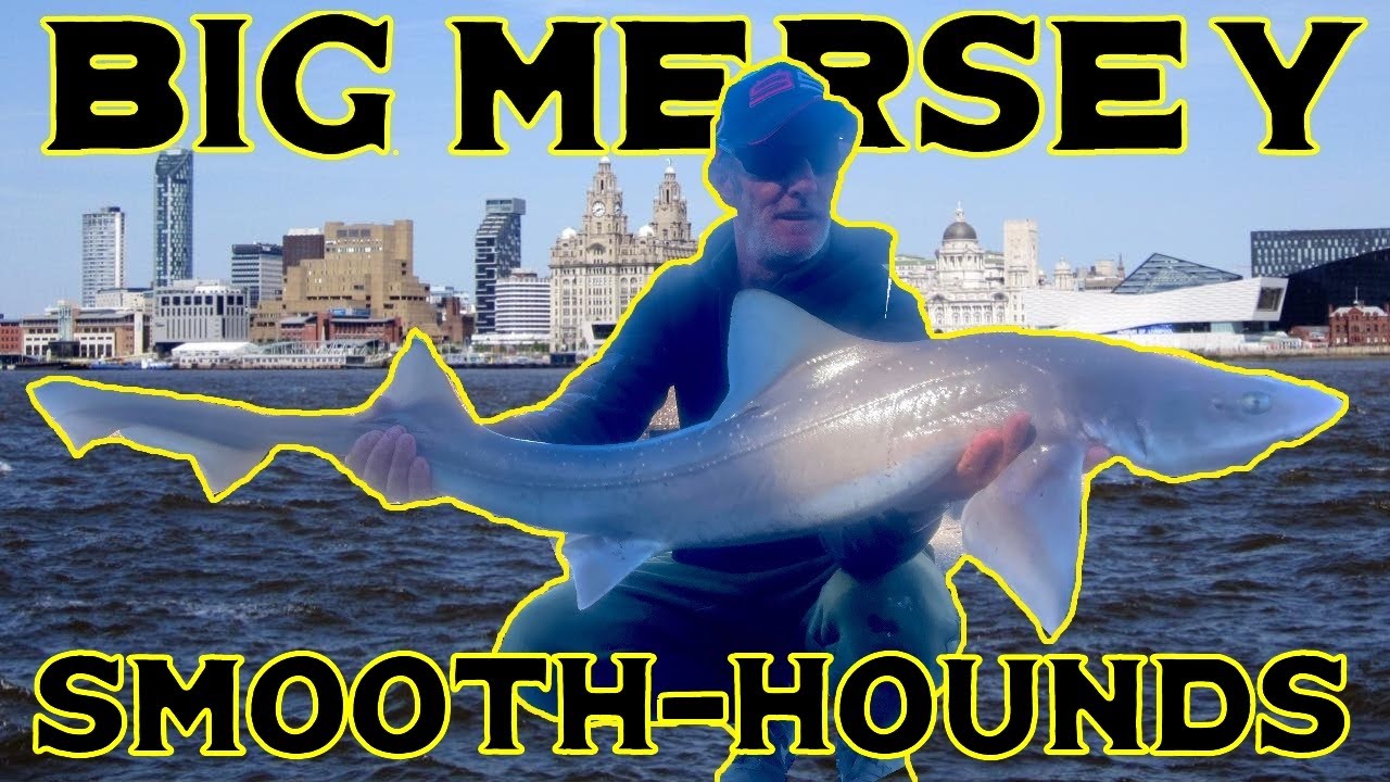 U.K. SEA FISHING - BIG RIVER MERSEY SMOOTH-HOUND