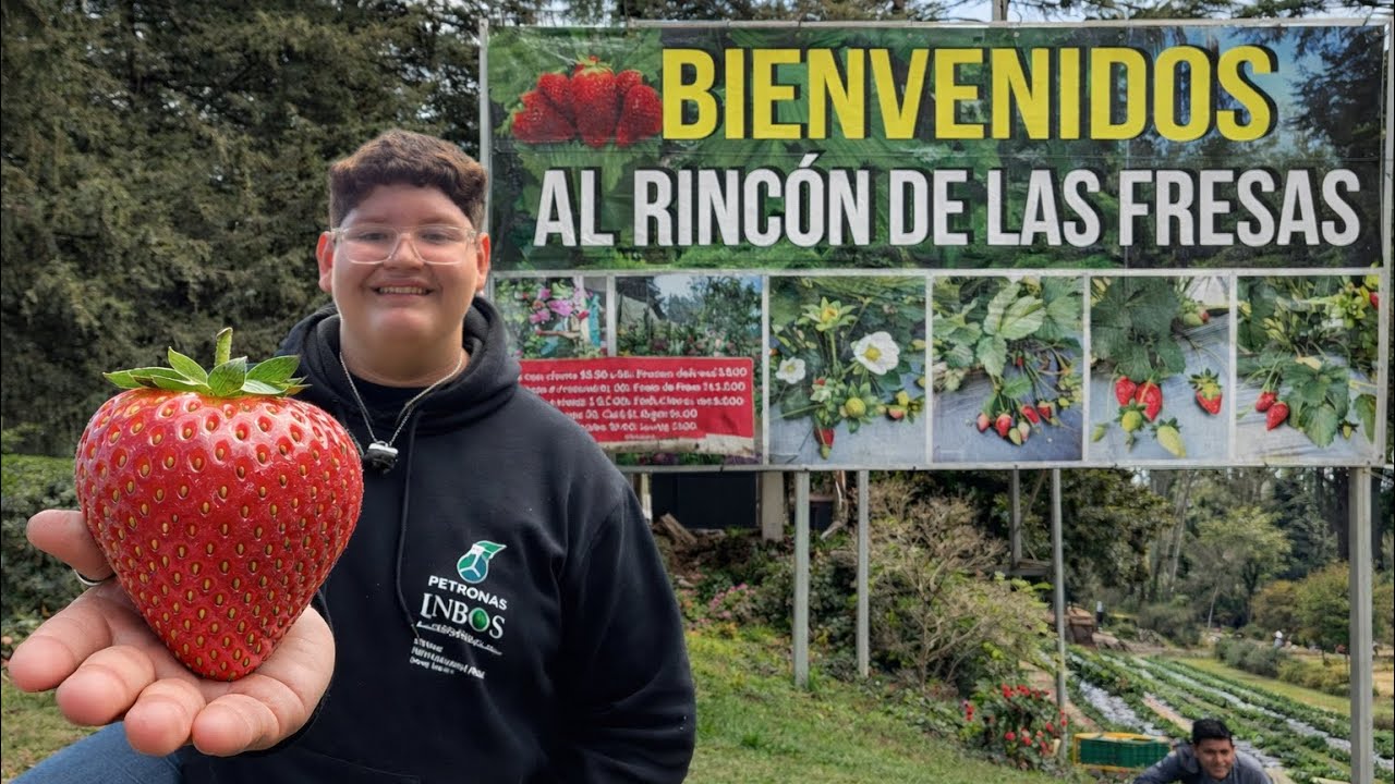ENCONTRÉ LAS MEJORES FRESAS DE EL SALVADOR 🇸🇻 🍓