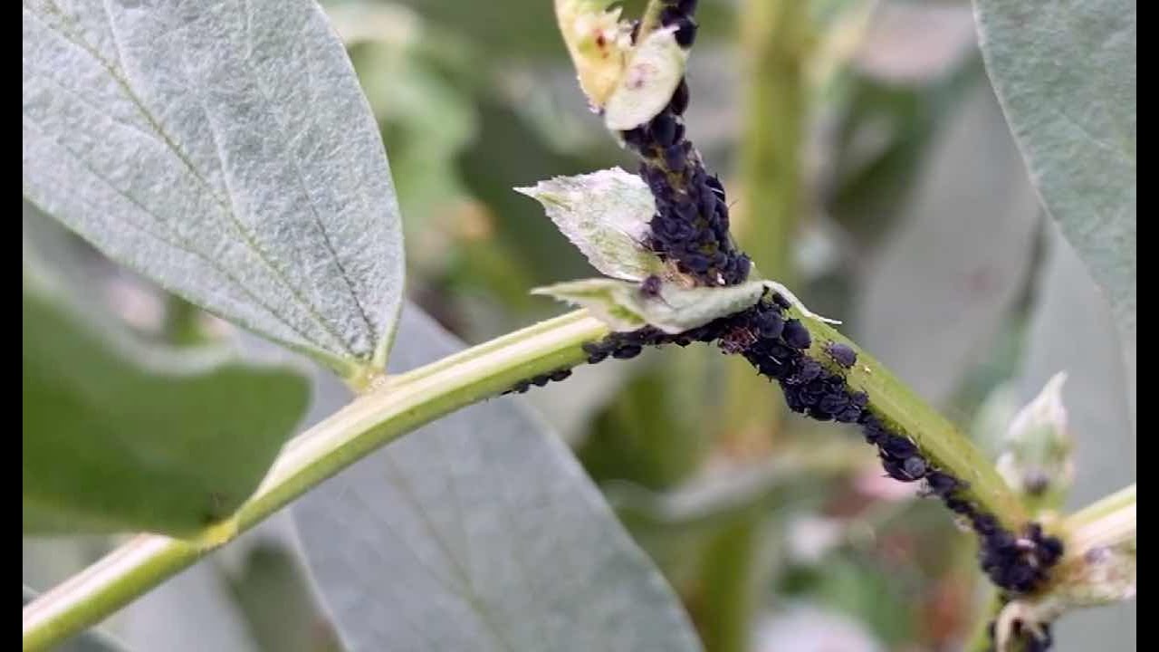 Ini's Moestuin #60 Rondje moestuin met tips, zwarte luis bestrijden, kruiden planten & eerste oogst.