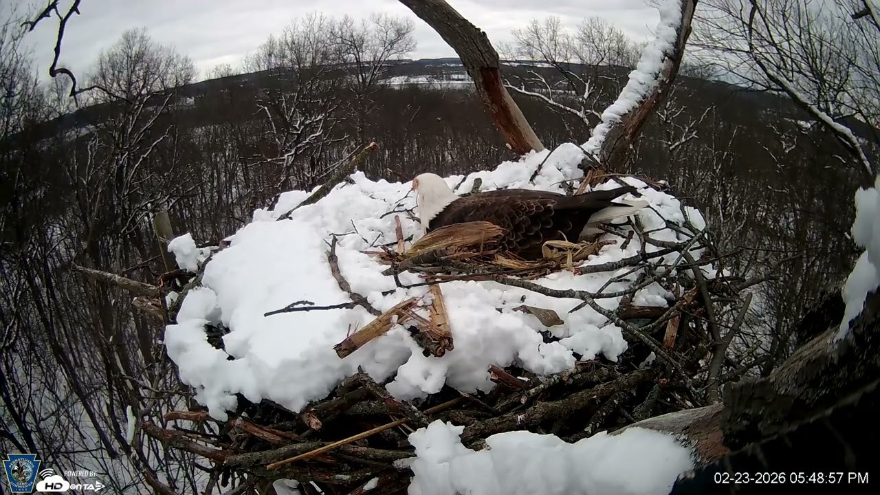 Hanover Eagles Live Cam   HDOnTap — Mozilla Firefox 2026 02 23 17 46 21