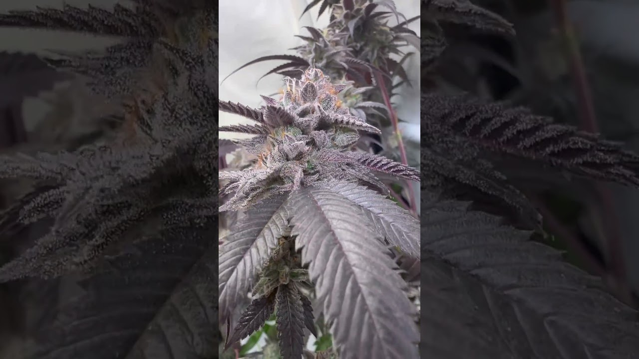 Slurricane by @inhousegenetics  Grown with Athena