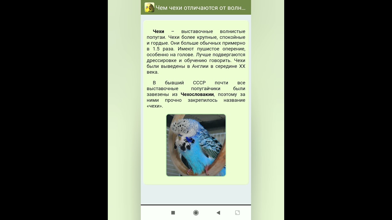 Кто такие попугаи чехи ?