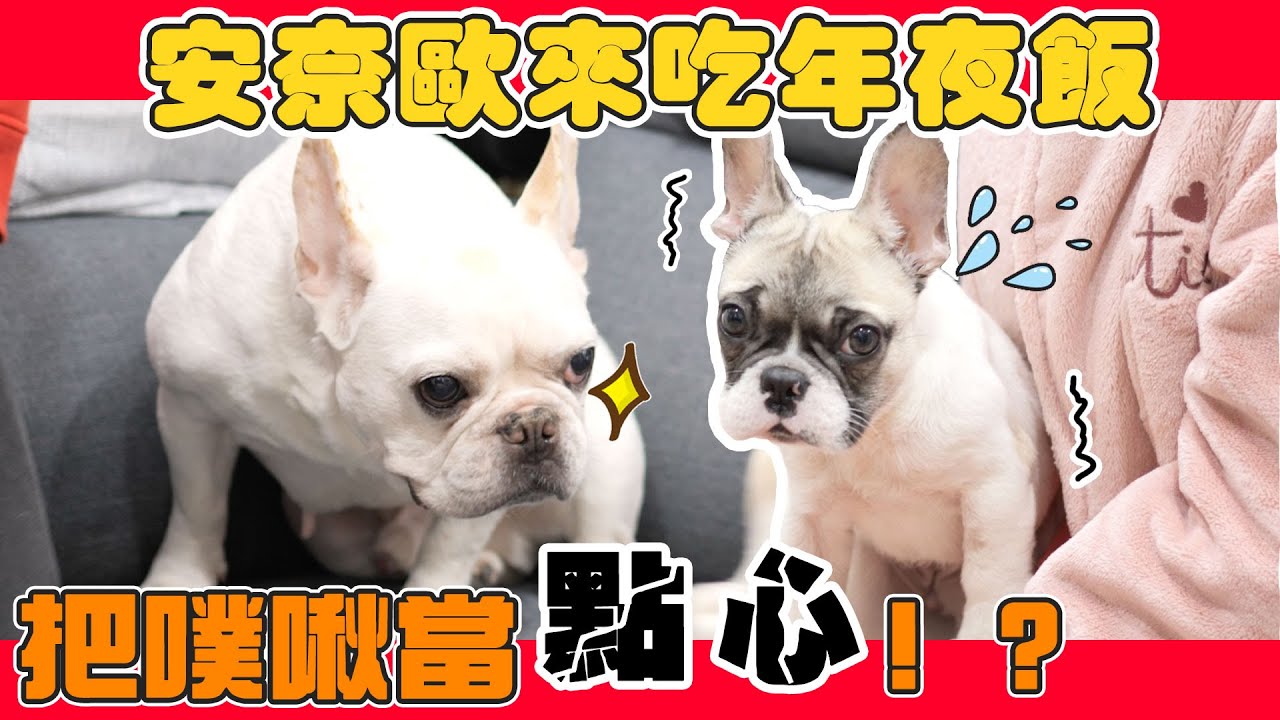 一豬小公主｜安奈歐來吃年夜飯 把噗啾當點心！？